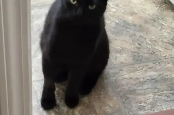 Lost pets Bluffton, photo: Lost Black Cat: Wedge-Eared in Bluffton