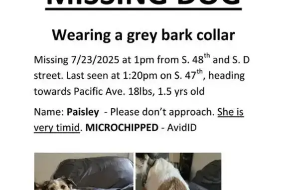 Lost Dog: Shaggy Paisley on 48th St