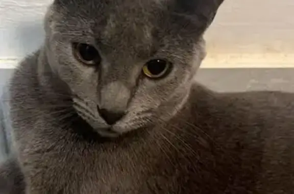¡Gata Rusa Azul Perdida en Dos Hermanas!