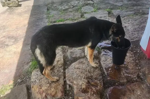 Friendly Young Dog Found on Wilson Branch