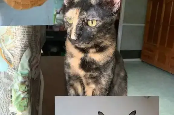 Se busca: Gata Carey perdida en Mérida