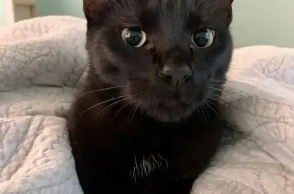 Lost Black Cat: Greenbush, Common St.