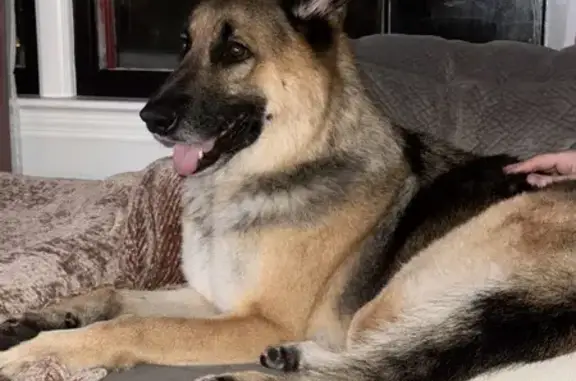 Found Dog Near Hwy 65 in Cleve...