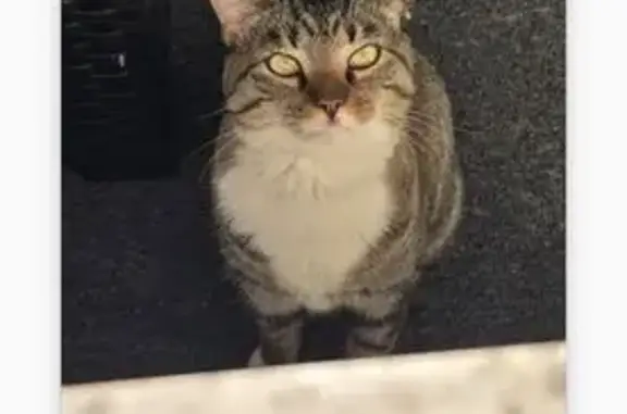 Found pets Springfield, photo: Friendly Found Cat on Jefferson Ave