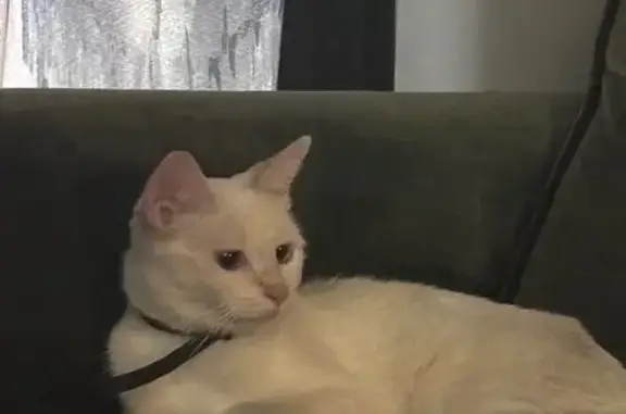 Lost pets Arlington, photo: Lost Siamese Cat: Friendly, Shy, Unique