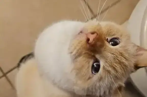 Help Find Elsa: Blind Flame Point Siamese