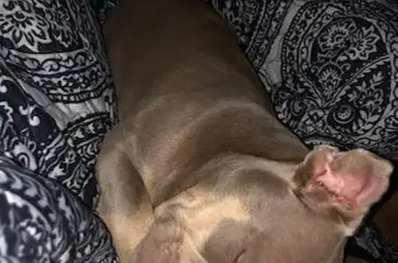 Lost Light Tan Dog, Broken Arm - Savannah
