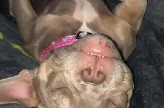 Lost Dog: Tan with Limp, Gregory St, Savannah