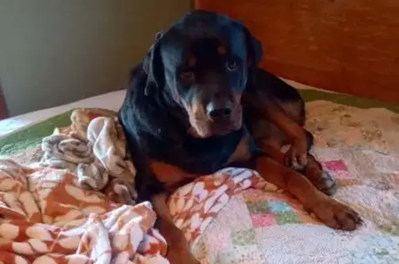 Lost Rottweiler: Sweet & Shy on Scrivner