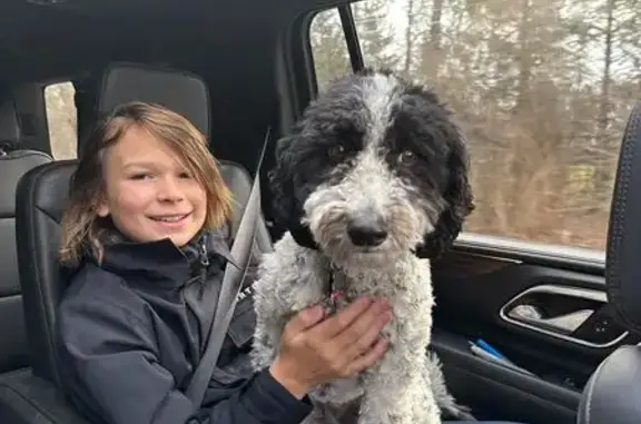 Lost Poodle-Collie Mix on Maple Leaf Dr