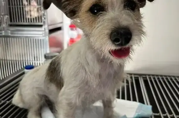 ¡Perrita Noble Encontrada en Miramar!