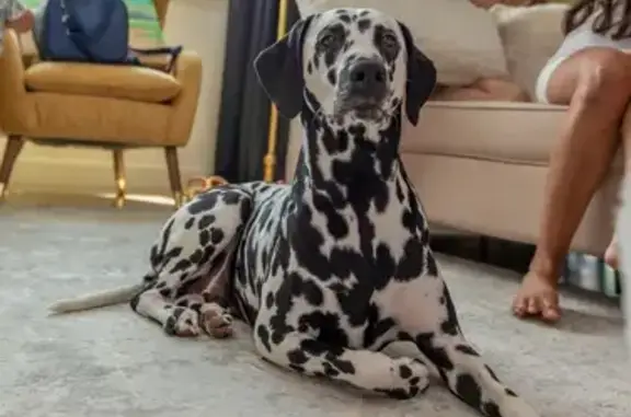 Lost Dalmatian: Sweet, Trained & Spotted
