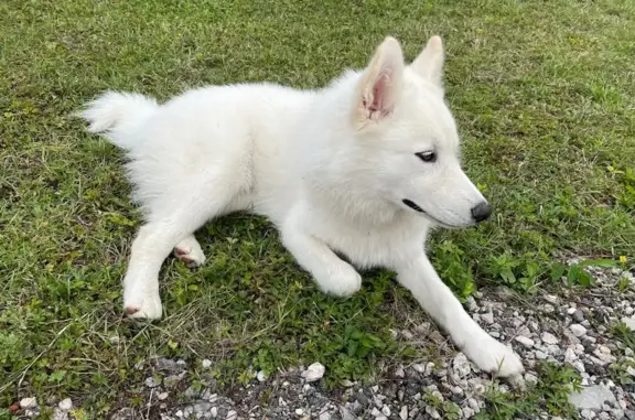 Animaux trouvés , photo: Berger blanc suisse trouvé à Vieux-Lixheim