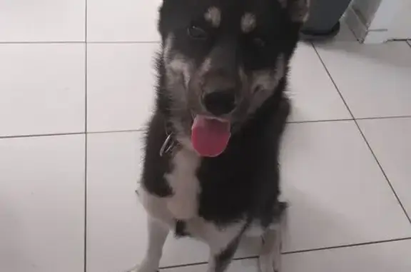 Animaux perdus , photo: Chien perdu : Husky noir et blanc, Robert-Espagne