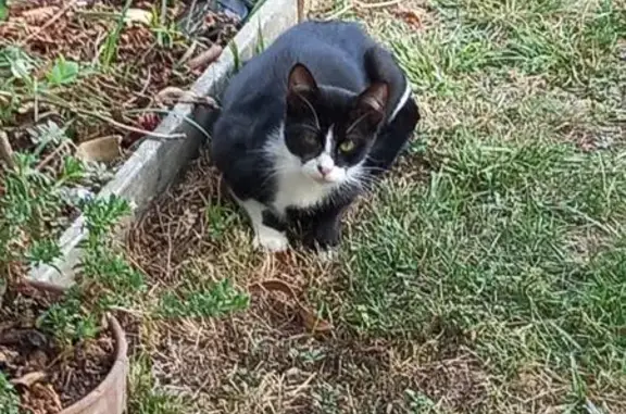 Animaux trouvés Brive-la-Gaillarde, photo: Chatte noire gestante trouvée, Brive-la-Gaillarde