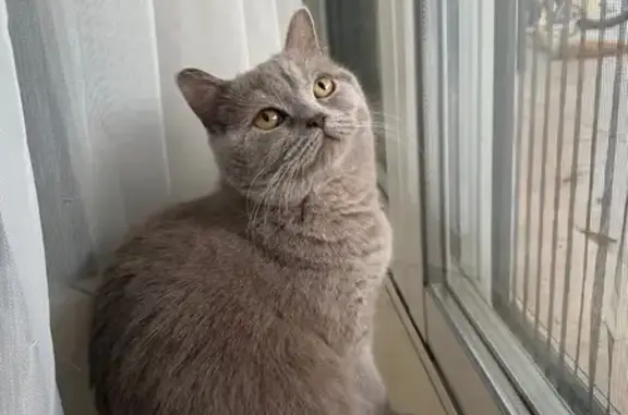 Animaux perdus Roussillon, photo: Chat perdue à Roussillon, aide urgente !