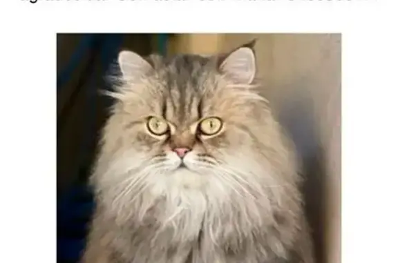 ¡Ayuda! Gato persa gris perdido en Húmera