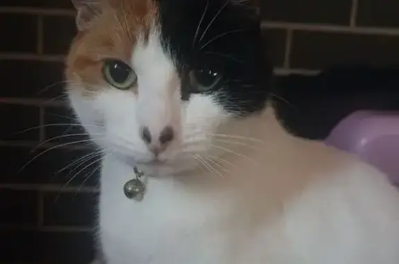Lost Cat: White with Unique Markings