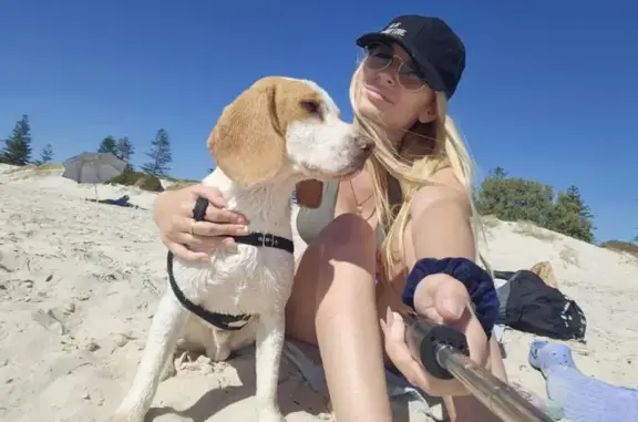 Lost Dog: Call 0423258203 if Spotted