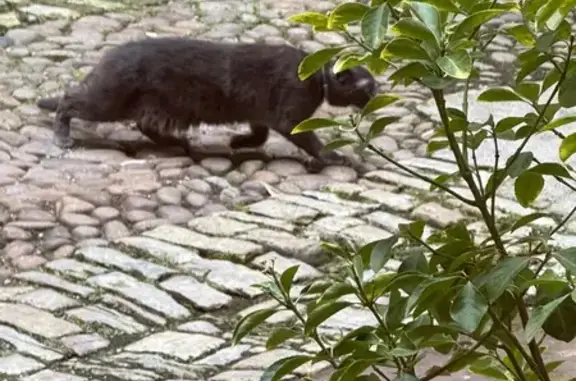 Animaux trouvés Mirecourt, photo: Chat gris trouvé avec collier à Mirecourt