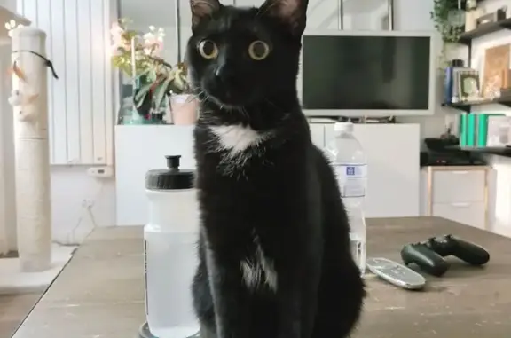 Chat perdu, Paris, photo: Chatte noire perdue, Rue Blanche, Paris