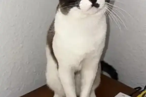 Gato Blanco y Negro Perdido en Tavernes