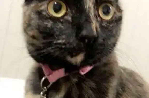 Lost Cats: Elliot & Audrey in...
