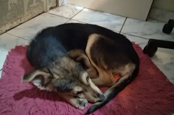cachorro encontrada
