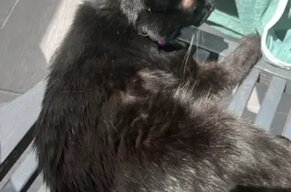Chat noir perdu aux Mathes, collier violet - photo