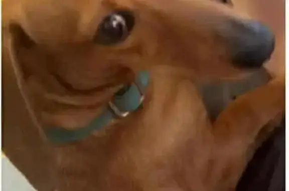 Lost Tan Mini Dachshund in Oxley Park