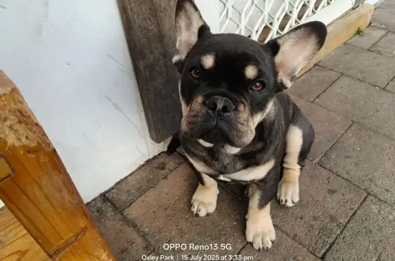 Lost French Bulldog: Little Johnny, Penrith