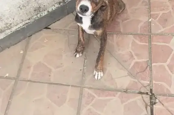 cachorro encontrada