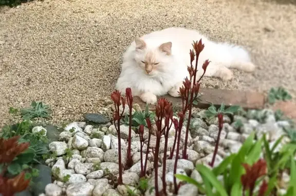 Chat Perdu : Aidez à Retrouver Syrah ! - photo