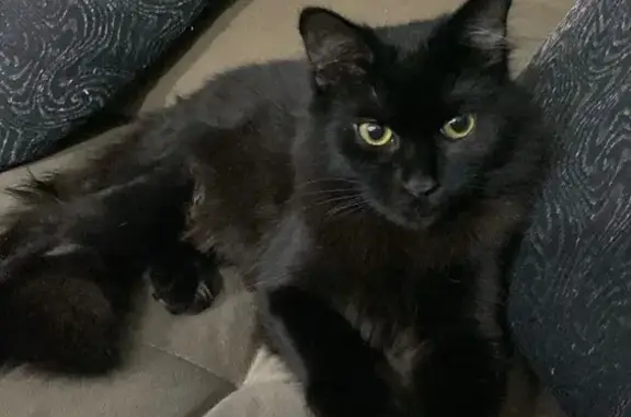gato desaparecida