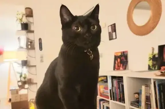 Animaux perdus Figari, photo: Chatte noire perdue près mairie Figari