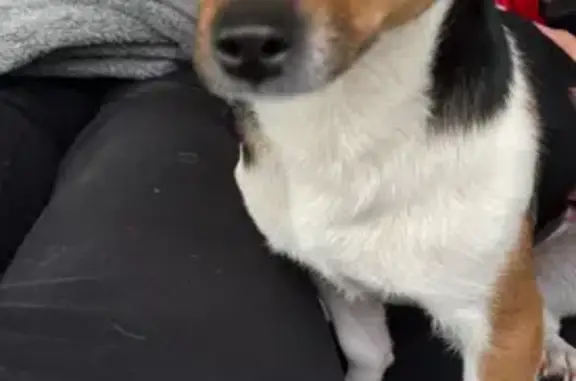 Lost Chihuahua: Black & Tan Near Norcross
