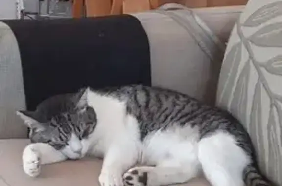 Chat perdu, , photo: Chat tigre perdu à Déols, aide recherchée