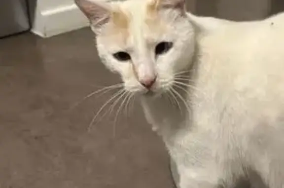 Chat perdu : Européen croisé siamois, Antibes - photo
