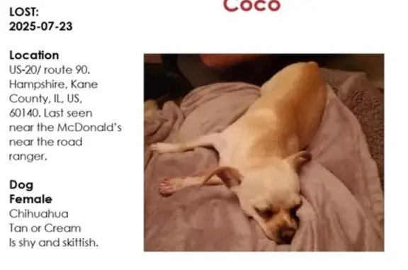 Lost Chihuahua: White/Brown, 10lbs, Hampshire