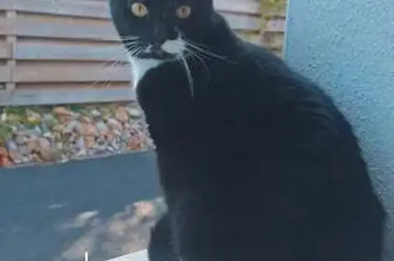 Chatte Minouchka perdue à Mouilleron-le-Captif - photo