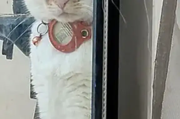 Chat perdu : Sun, roux et blanc, collier QR - photo