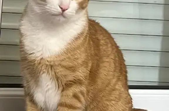 Gatos perdidos, Santander, foto: Gato Naranja Perdido en Santander: ¡Ayuda!