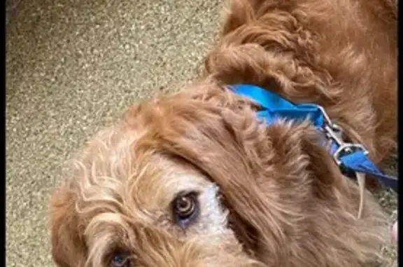 Help Find Bella: Lost Labradoodle in Lebanon