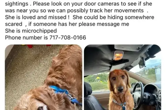 Lost Skittish Dog: Red/Brown, N 7th St, Lebanon