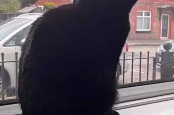 Lost pets , photo: Help Find Lola: Missing Cat in Dingle
