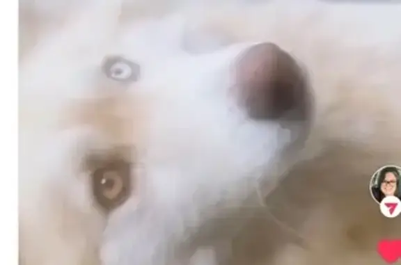 Lost pets Oklahoma City, photo: Lost: Friendly Dog with Unique Eyes in Norman