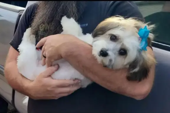 Lost Fluffy White Dog: Jewel, Antioch Rd