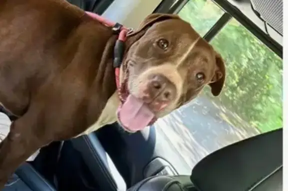 Lost pets Macon, photo: Lost Friendly Dog: Reddish Brown, Urgent!