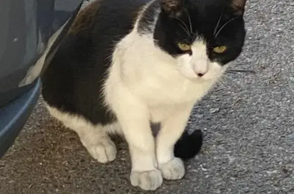 Gato Joven Blanco y Negro Encontrado en Jerez