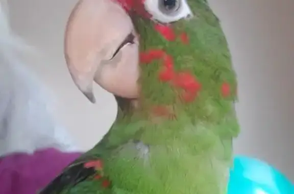 Lost Parrot: Lola in Windsor, CT